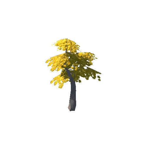 Maple Tree Yellow Young 02